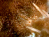  ( - RE-Obak1)  @11 [ ] CreativeCommons Attribution (by) (2025) Richard Emlet Oregon Institute of Marine Biology