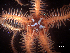  ( - RE-Obak2)  @11 [ ] CreativeCommons Attribution (by) (2025) Richard Emlet Oregon Institute of Marine Biology