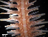  ( - RE-Obak2)  @11 [ ] CreativeCommons Attribution (by) (2025) Richard Emlet Oregon Institute of Marine Biology