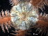  ( - Ob3)  @11 [ ] CreativeCommons Attribution (by) (2025) Richard Emlet Oregon Institute of Marine Biology