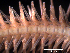  ( - Ob3)  @11 [ ] CreativeCommons Attribution (by) (2025) Richard Emlet Oregon Institute of Marine Biology
