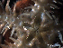  ( - Ob3)  @11 [ ] CreativeCommons Attribution (by) (2025) Richard Emlet Oregon Institute of Marine Biology