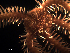  ( - Obk4)  @11 [ ] CreativeCommons Attribution (by) (2025) Richard Emlet Oregon Institute of Marine Biology