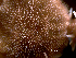  ( - Obk4)  @11 [ ] CreativeCommons Attribution (by) (2025) Richard Emlet Oregon Institute of Marine Biology
