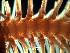  ( - Obk6)  @11 [ ] CreativeCommons Attribution (by) (2025) Richard Emlet Oregon Institute of Marine Biology