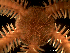 ( - Obk6)  @11 [ ] CreativeCommons Attribution (by) (2025) Richard Emlet Oregon Institute of Marine Biology