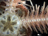  ( - Obk6)  @11 [ ] CreativeCommons Attribution (by) (2025) Richard Emlet Oregon Institute of Marine Biology