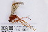  (Ophion cf. luteus_cluster1 - ZMUO.006360)  @13 [ ] CreativeCommons - Attribution Non-Commercial (2013) Marko Mutanen University of Oulu