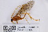  (Ophion pteridis - ZMUO.006365)  @14 [ ] CreativeCommons - Attribution Non-Commercial (2013) Marko Mutanen University of Oulu