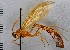  ( - CASENT8423039)  @11 [ ] CC-0 (2019) University of California, Santa Barbara University of California, Santa Barbara