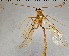  ( - SDNHM098218)  @11 [ ] CC-0 (2019) University of California, Santa Barbara University of California, Santa Barbara