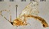  ( - SDNHM098218)  @11 [ ] CC-0 (2019) University of California, Santa Barbara University of California, Santa Barbara