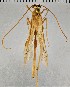  ( - SDNHM098239)  @11 [ ] CC-0 (2019) University of California, Santa Barbara University of California, Santa Barbara