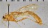  ( - SDNHM098239)  @11 [ ] CC-0 (2019) University of California, Santa Barbara University of California, Santa Barbara