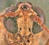  ( - SDNHM098256)  @11 [ ] CC-0 (2019) University of California, Santa Barbara University of California, Santa Barbara