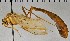  ( - SDNHM098256)  @11 [ ] CC-0 (2019) University of California, Santa Barbara University of California, Santa Barbara