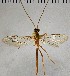  (Ophion sp. RBoph004 - UCSB-IZC00009691)  @11 [ ] CC-0 (2019) University of California, Santa Barbara University of California, Santa Barbara