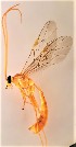  (Ophion sp. RBoph003 - UCSB-IZC00025436)  @14 [ ] CC-0 (2019) University of California, Santa Barbara University of California, Santa Barbara