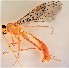  ( - UCSB-IZC00025511)  @11 [ ] CC-0 (2019) University of California, Santa Barbara University of California, Santa Barbara