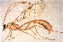  (Ophion sp. RBoph027 - UCSB-IZC00027216)  @15 [ ] CC-0 (2019) University of California, Santa Barbara University of California, Santa Barbara