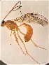  (Ophion sp. RBoph007 - UCSB-IZC00027281)  @11 [ ] CC-0 (2019) University of California, Santa Barbara University of California, Santa Barbara