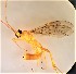  ( - UCSB-IZC00033859)  @11 [ ] CC-0 (2019) University of California, Santa Barbara University of California, Santa Barbara