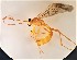  ( - UCSB-IZC00035708)  @11 [ ] CC-0 (2019) University of California, Santa Barbara University of California, Santa Barbara