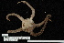 (Ophioplinthus brevirima - TOH_0458)  @13 [ ] Copyright (2010) Unspecified Musuem Victoria, Melbourne