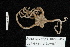  ( - TOH_0142)  @11 [ ] Copyright (2010) Unspecified Musuem Victoria, Melbourne