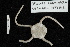  (Ophiuroglypha carinifera - TOH_0156)  @13 [ ] Copyright (2010) Unspecified Musuem Victoria, Melbourne