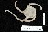  (Ophioperla - TOH_0189)  @14 [ ] Copyright (2010) Unspecified Musuem Victoria, Melbourne