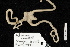  ( - TOH_0212)  @12 [ ] Copyright (2010) Unspecified Musuem Victoria, Melbourne