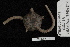  (Ophioplinthus anceps - TOH_0274)  @13 [ ] Copyright (2010) Unspecified Musuem Victoria, Melbourne