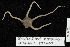  (Ophioplinthus martensi - TOH_0279)  @13 [ ] Copyright (2010) Unspecified Musuem Victoria, Melbourne