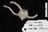  ( - TOH_0304)  @12 [ ] Copyright (2010) Unspecified Musuem Victoria, Melbourne