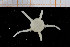  ( - UMBergen_NB_ophiu22)  @14 [ ] CreativeCommons - Attribution Non-Commercial Share-Alike (2014) University of Bergen University of Bergen, Natural History Collections