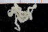  ( - UMBergen_NB_ophiu31)  @13 [ ] CreativeCommons - Attribution Non-Commercial Share-Alike (2014) University of Bergen University of Bergen, Natural History Collections