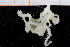  ( - UMBergen_NB_ophiu31)  @12 [ ] CreativeCommons - Attribution Non-Commercial Share-Alike (2014) University of Bergen University of Bergen, Natural History Collections