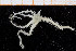  ( - UMBergen_NB_ophiu32)  @11 [ ] CreativeCommons - Attribution Non-Commercial Share-Alike (2014) University of Bergen University of Bergen, Natural History Collections