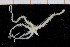  ( - UMBergen_NB_ophiu32)  @11 [ ] CreativeCommons - Attribution Non-Commercial Share-Alike (2014) University of Bergen University of Bergen, Natural History Collections