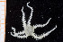 ( - UMBergen_NB_ophiu33)  @11 [ ] CreativeCommons - Attribution Non-Commercial Share-Alike (2014) University of Bergen University of Bergen, Natural History Collections