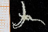  ( - UMBergen_NB_ophiu34)  @11 [ ] CreativeCommons - Attribution Non-Commercial Share-Alike (2014) University of Bergen University of Bergen, Natural History Collections