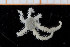  ( - UMBergen_NB_ophiu38)  @11 [ ] CreativeCommons - Attribution Non-Commercial Share-Alike (2014) University of Bergen University of Bergen, Natural History Collections