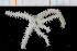  ( - UMBergen_NB_ophiu39)  @11 [ ] CreativeCommons - Attribution Non-Commercial Share-Alike (2014) University of Bergen University of Bergen, Natural History Collections