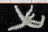  ( - UMBergen_NB_ophiu39)  @11 [ ] CreativeCommons - Attribution Non-Commercial Share-Alike (2014) University of Bergen University of Bergen, Natural History Collections