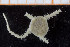  ( - UMBergen_NB_ophiu40)  @12 [ ] CreativeCommons - Attribution Non-Commercial Share-Alike (2014) University of Bergen University of Bergen, Natural History Collections