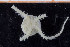  ( - UMBergen_NB_ophiu40)  @12 [ ] CreativeCommons - Attribution Non-Commercial Share-Alike (2014) University of Bergen University of Bergen, Natural History Collections
