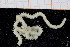  ( - UMBergen_NB_ophiu55)  @11 [ ] CreativeCommons - Attribution Non-Commercial Share-Alike (2014) University of Bergen University of Bergen, Natural History Collections