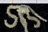  ( - UMBergen_NB_ophiu56)  @11 [ ] CreativeCommons - Attribution Non-Commercial Share-Alike (2014) University of Bergen University of Bergen, Natural History Collections