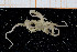  ( - UMBergen_NB_ophiu58)  @14 [ ] CreativeCommons - Attribution Non-Commercial Share-Alike (2014) University of Bergen University of Bergen, Natural History Collections
